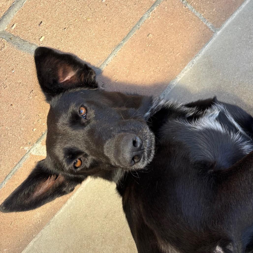 Enlarge Joy, a Adoptable mixed breed in Santa Barbara, CA image 6/6