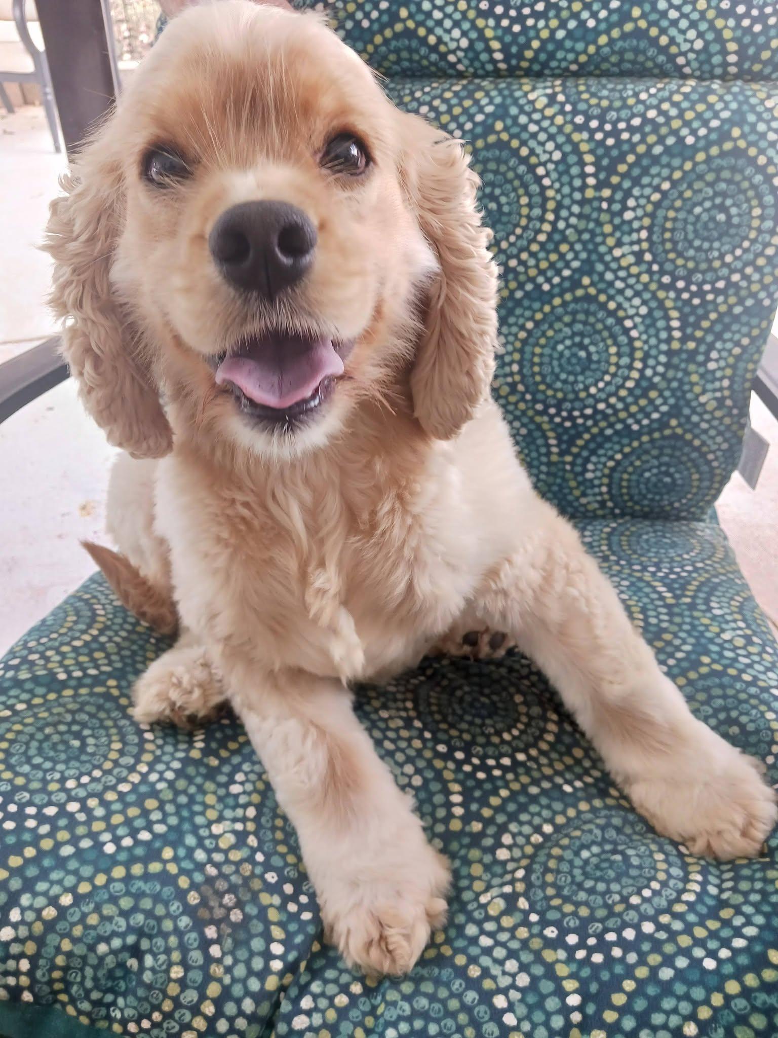 Enlarge Suzanna -Older children/Adopted, a Adopted Cocker Spaniel in Kannapolis, NC image 1/4