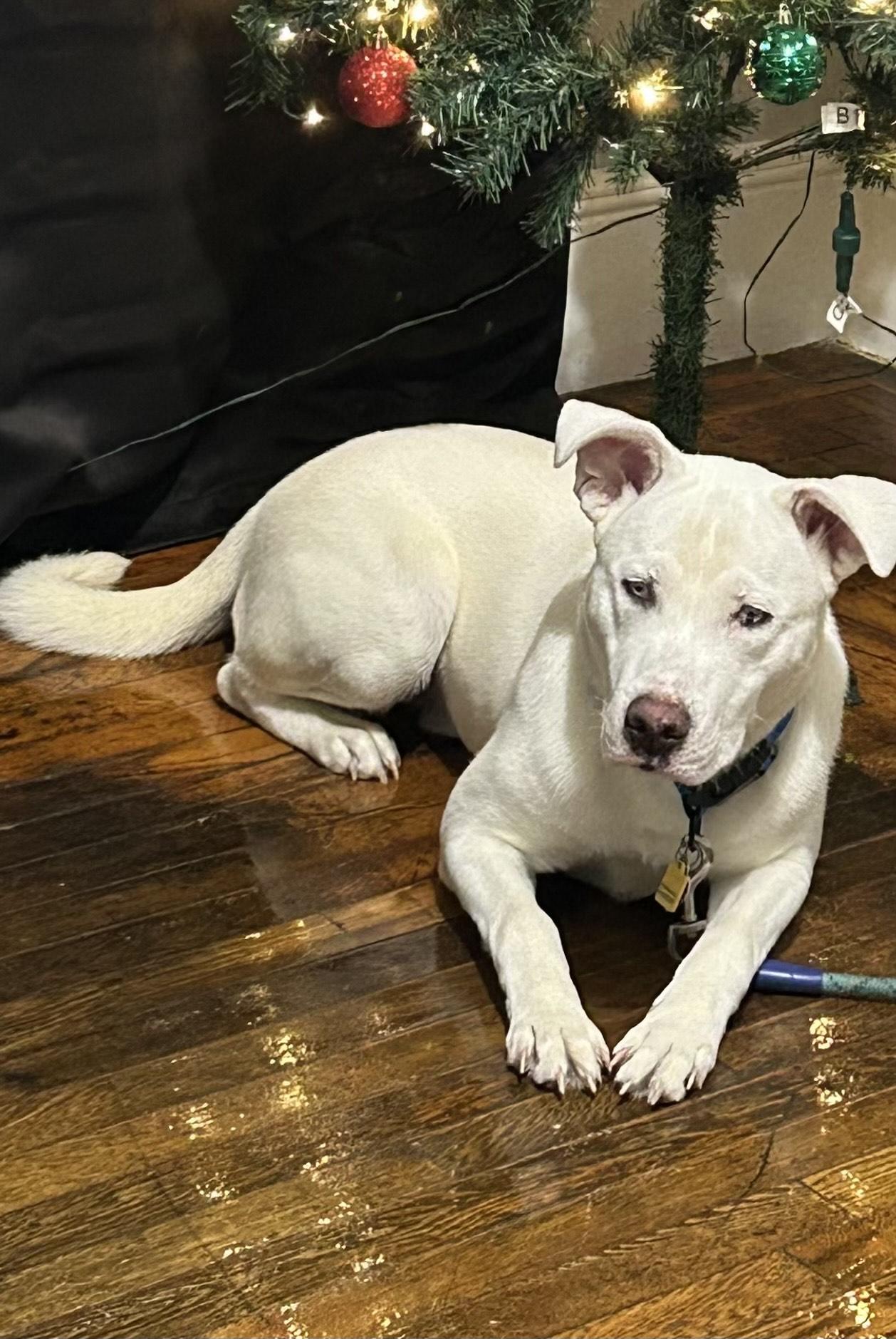 Enlarge ZUCO, a Adoptable mixed breed in Chicopee, MA image 1/3