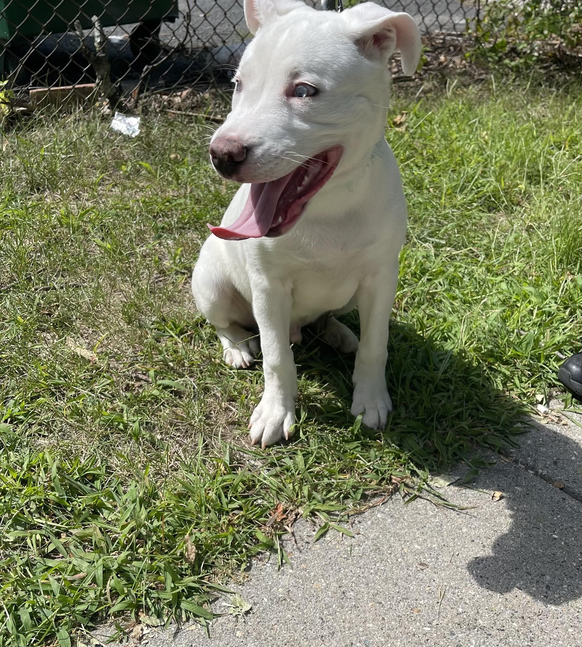 Enlarge ZUCO, a Adoptable mixed breed in Chicopee, MA image 2/3