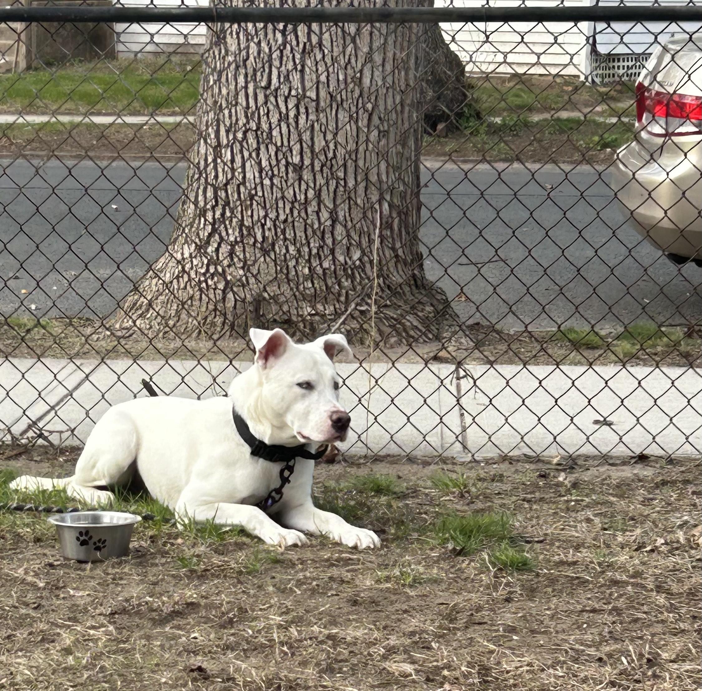 Enlarge ZUCO, a Adoptable mixed breed in Chicopee, MA image 3/3