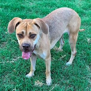 Vanilla, a Adoptable mixed breed in Hagerstown , MD image 6/6