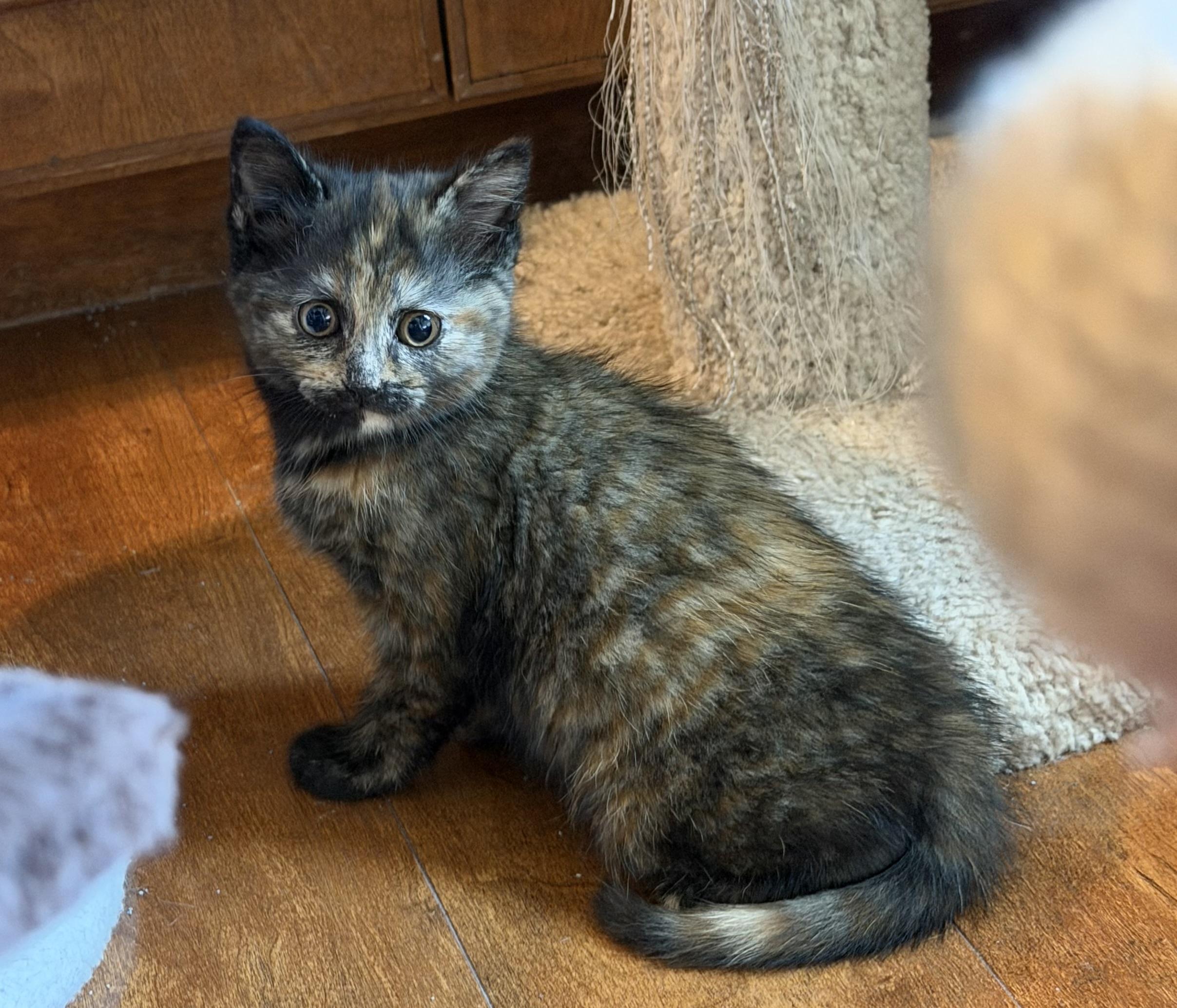 Enlarge Virginia, a ADOPTABLE Domestic Short Hair in Williamsville, NY image 2/2