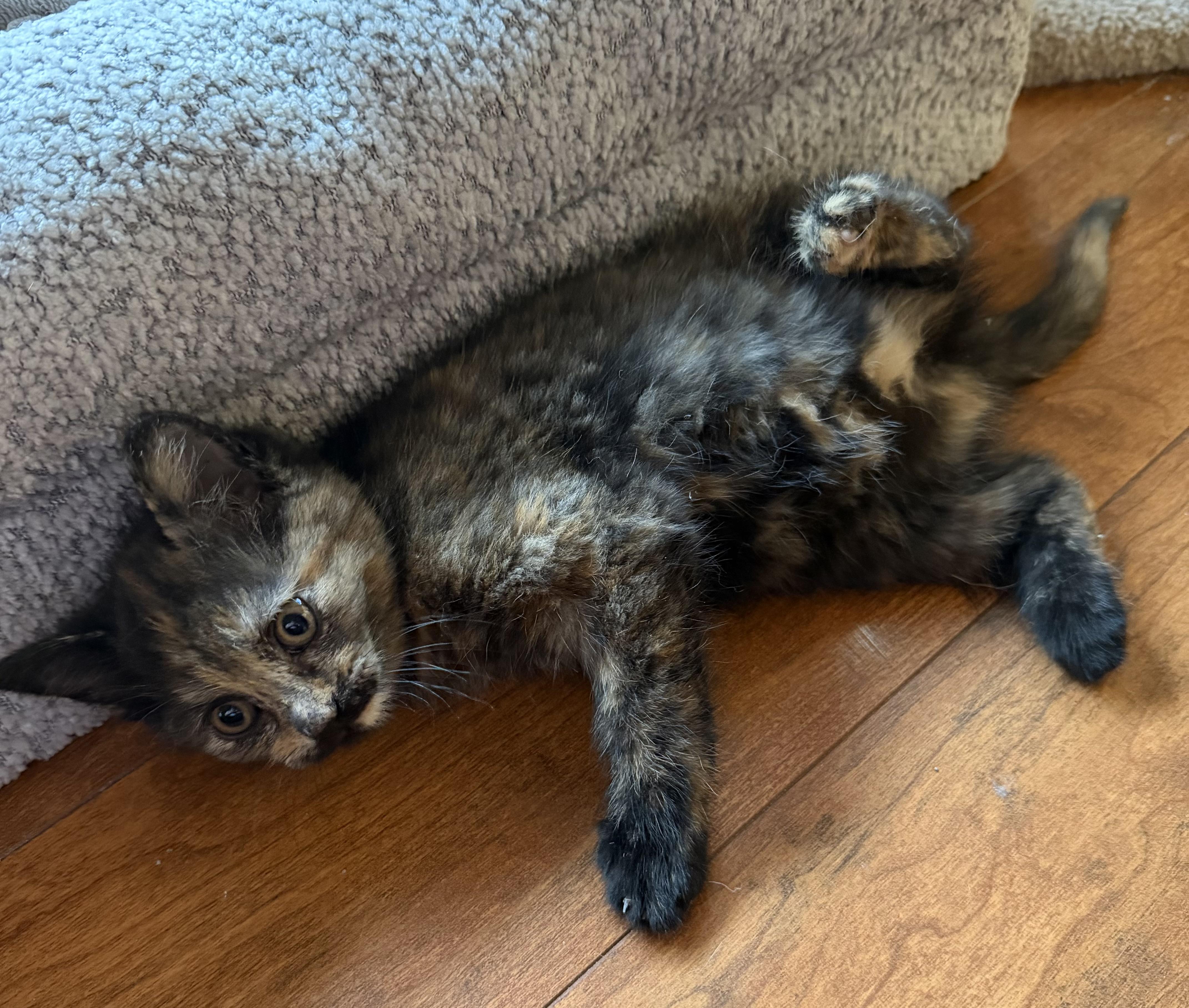 Virginia, ADOPTABLE, Kitten Female Domestic Short Hair.