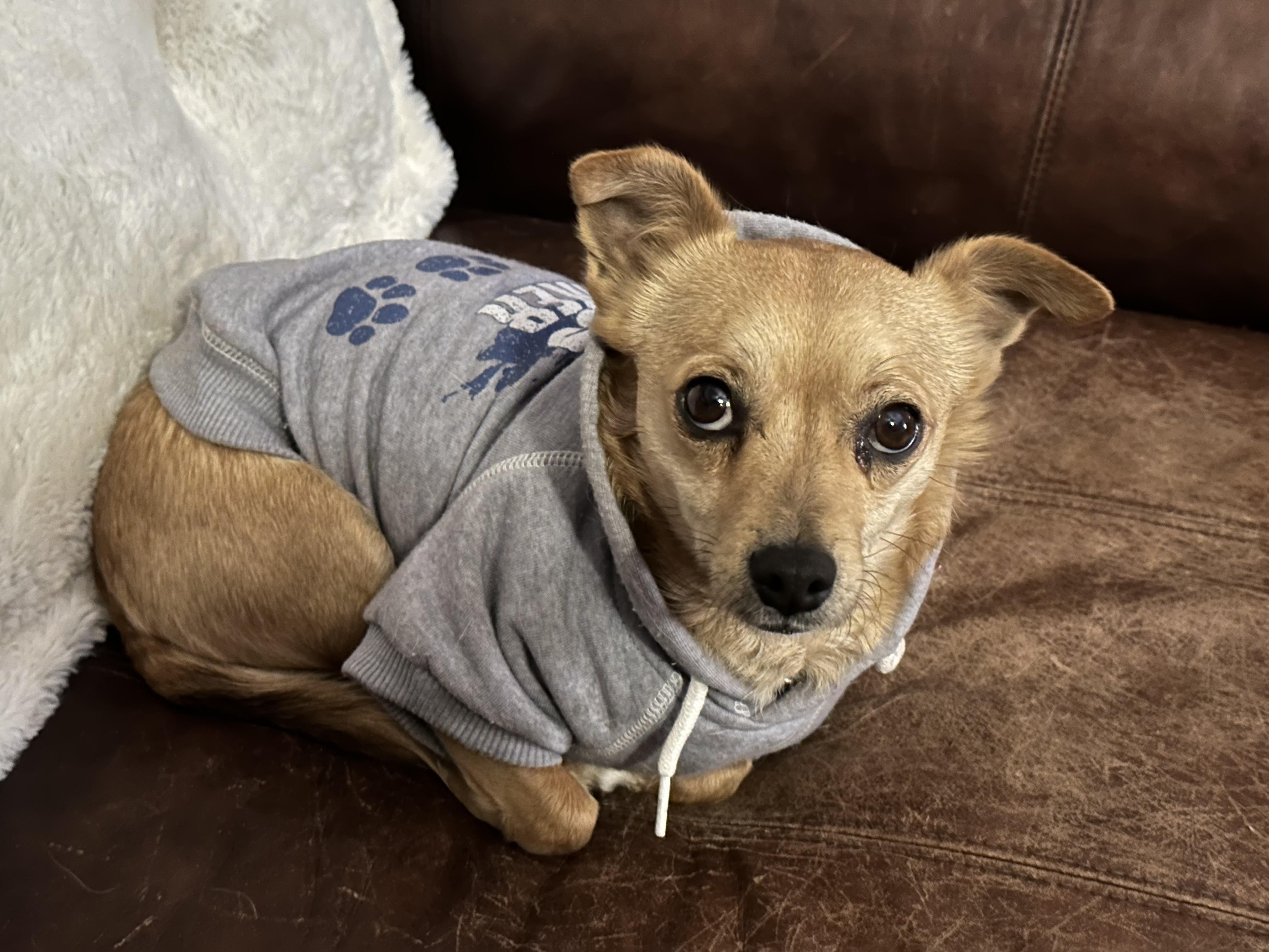 Enlarge Bruiser, a Adoptable Chiweenie in Dripping Springs, TX image 1/6