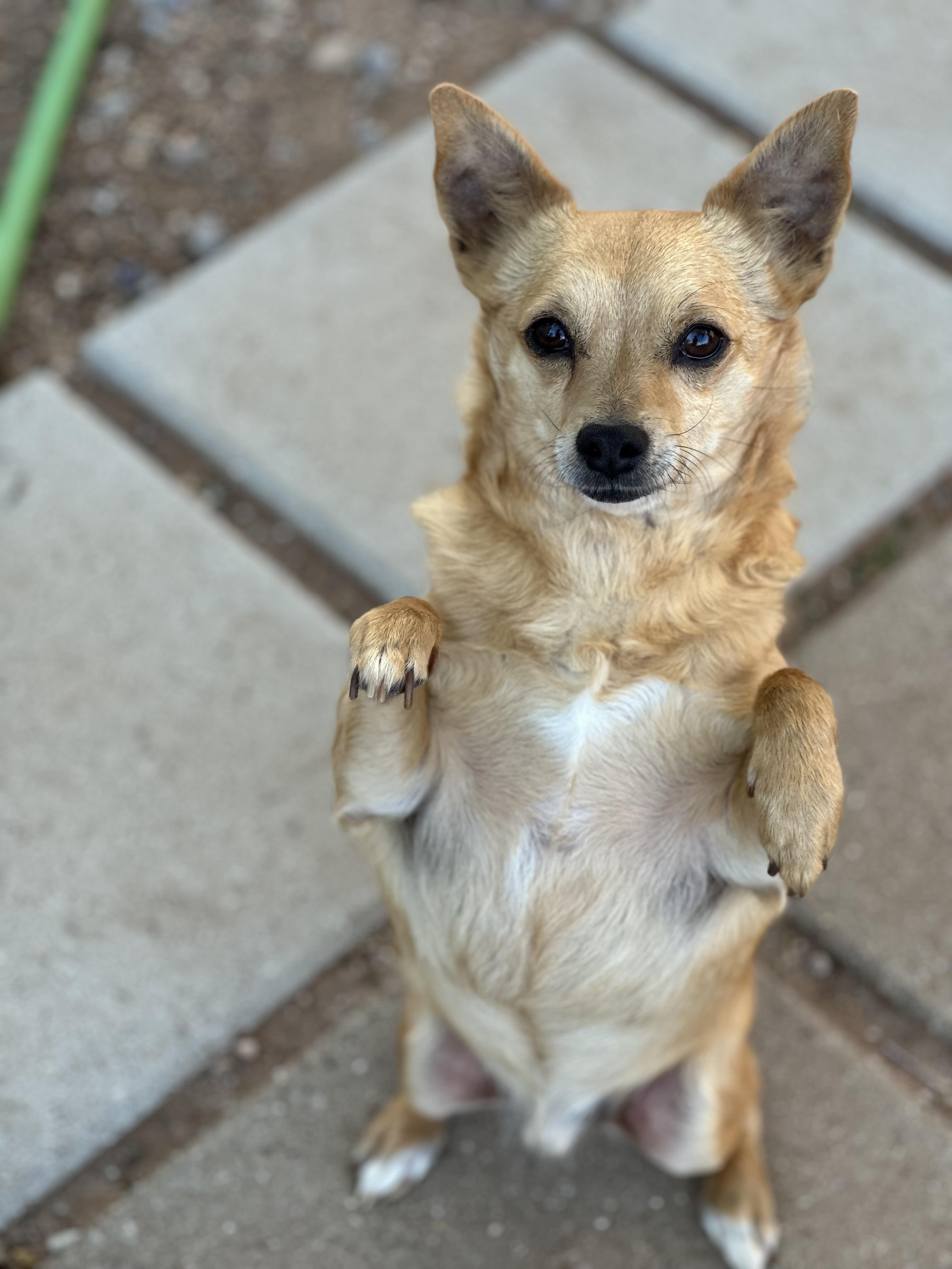 Enlarge Bruiser, a Adoptable Chiweenie in Dripping Springs, TX image 2/6