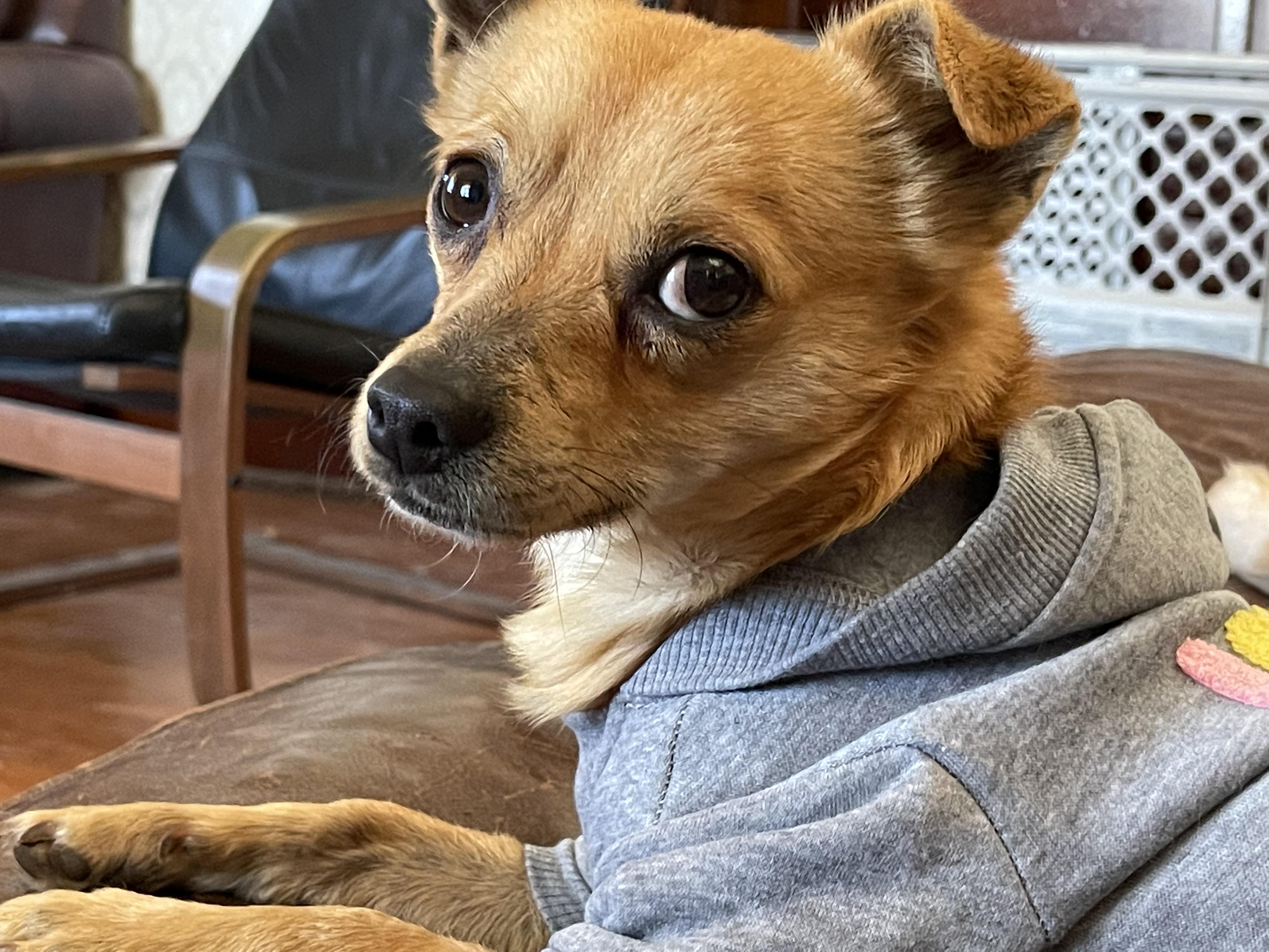 Enlarge Bruiser, a Adoptable Chiweenie in Dripping Springs, TX image 3/6