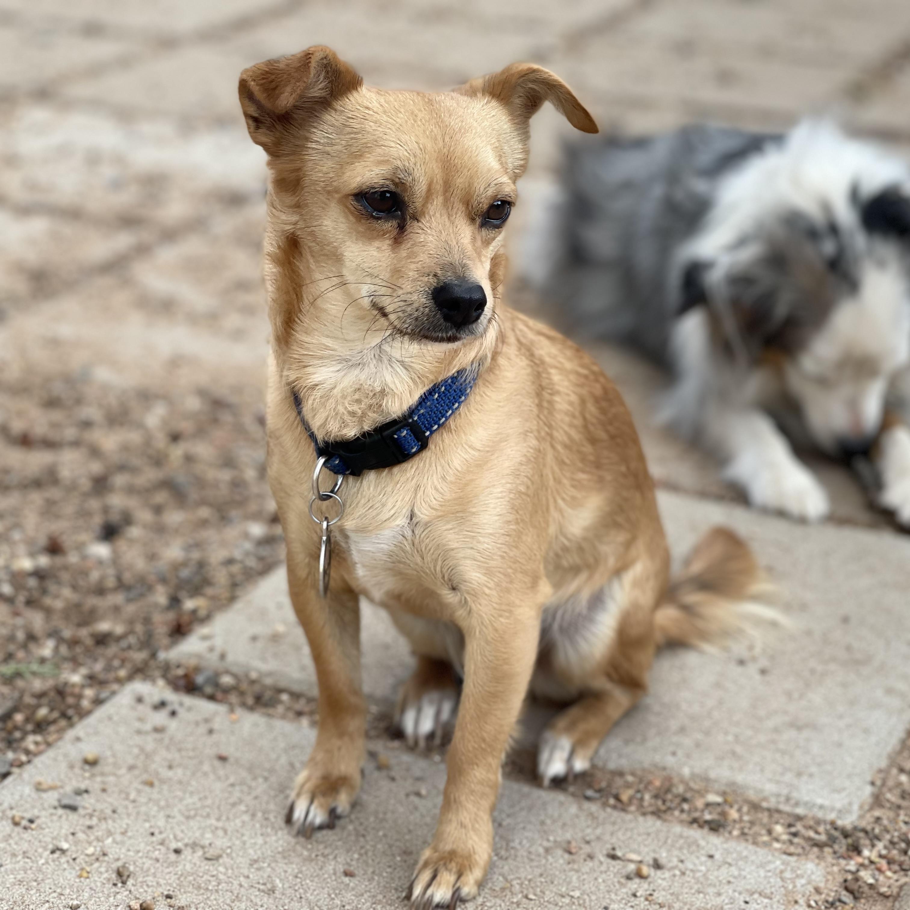 Enlarge Bruiser, a Adoptable Chiweenie in Dripping Springs, TX image 4/6