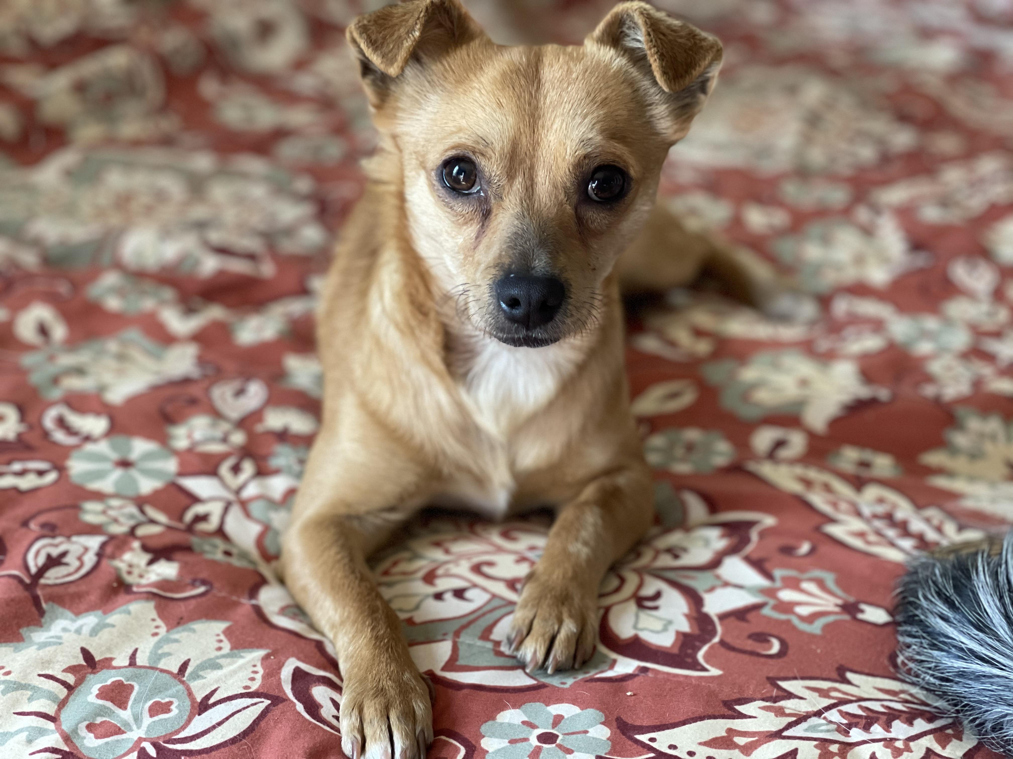Enlarge Bruiser, a Adoptable Chiweenie in Dripping Springs, TX image 6/6