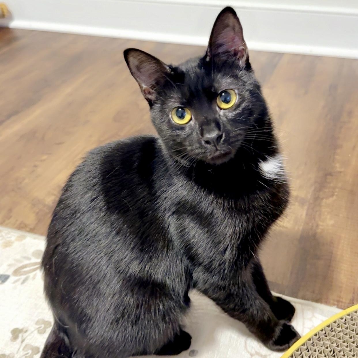 Short Black, ADOPTABLE, Young Female Domestic Short Hair.