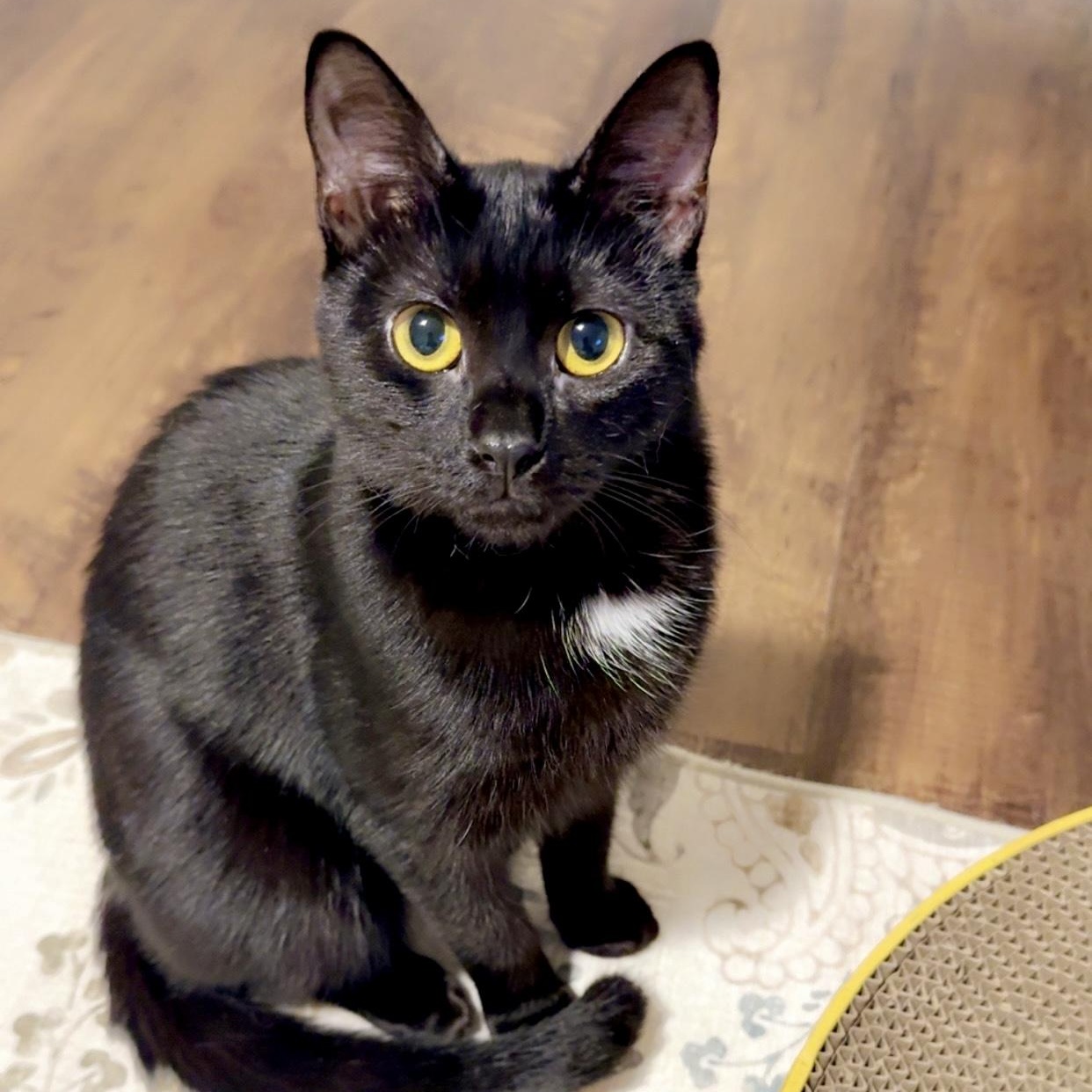 Enlarge Short Black, a ADOPTABLE Domestic Short Hair in Richmond, VA image 2/2