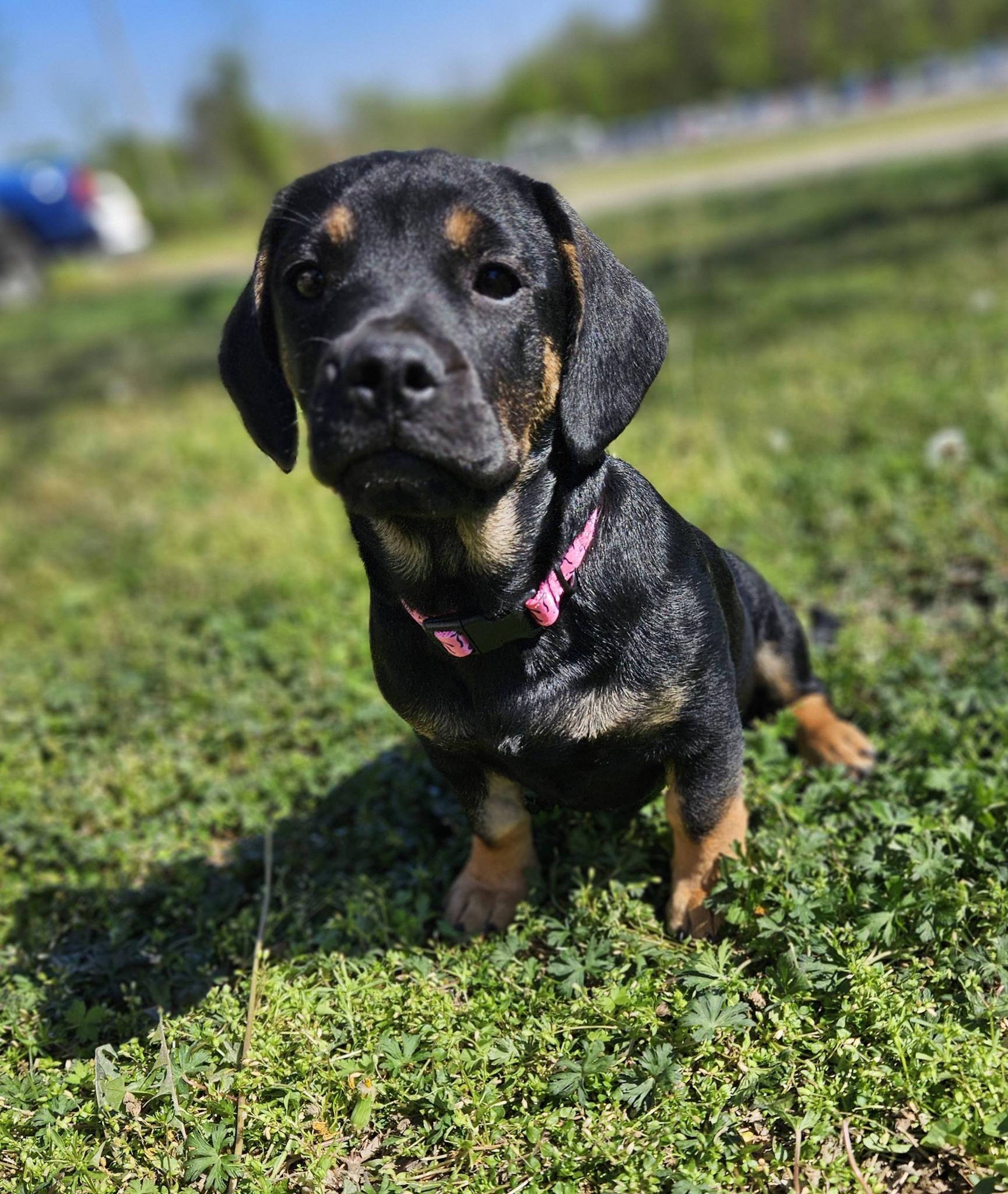 Enlarge Sitka, an adopted mixed breed in Broken Arrow, OK image 6/6
