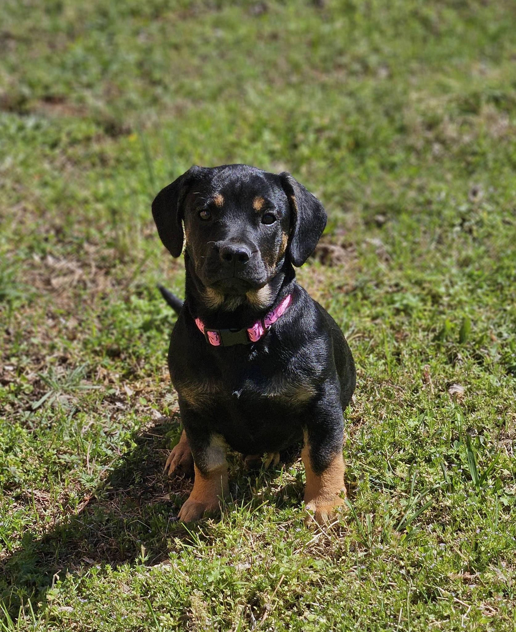 Enlarge Sitka, an adopted mixed breed in Broken Arrow, OK image 1/6