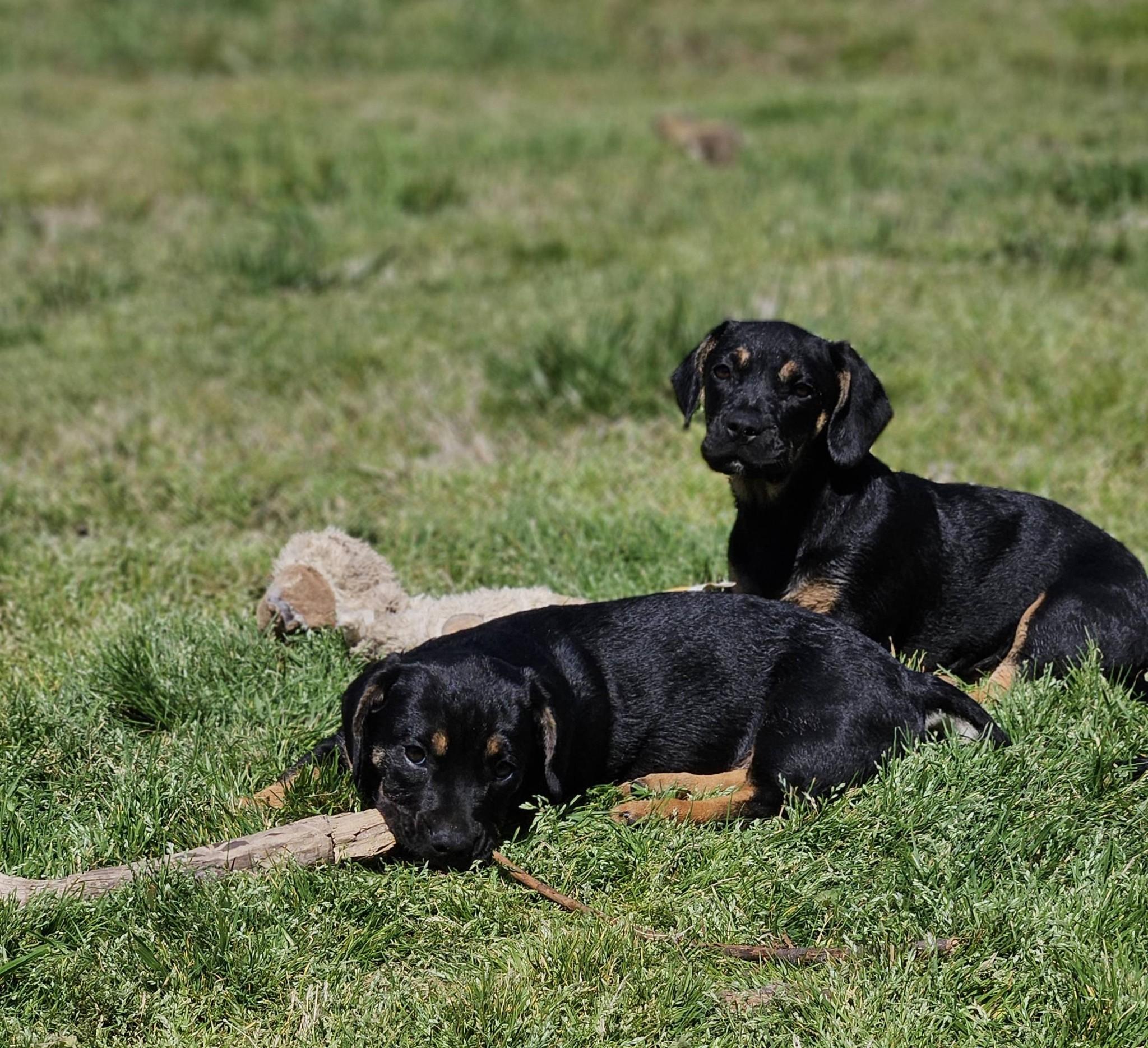 Enlarge Sitka, an adopted mixed breed in Broken Arrow, OK image 4/6
