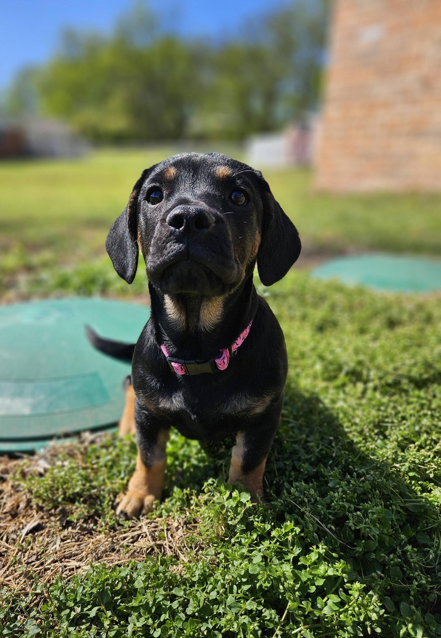Enlarge Sitka, an adopted mixed breed in Broken Arrow, OK image 2/6