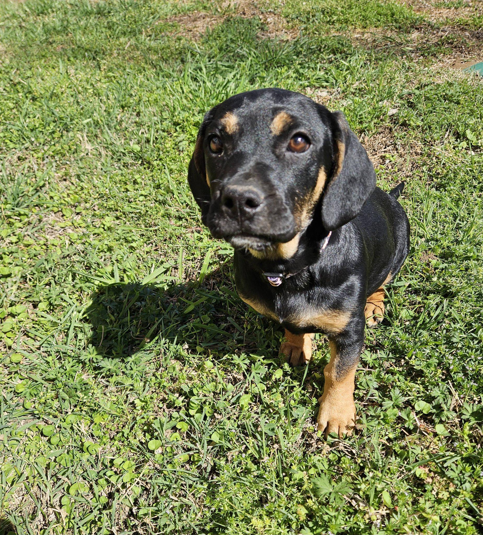 Enlarge Sitka, an adopted mixed breed in Broken Arrow, OK image 5/6