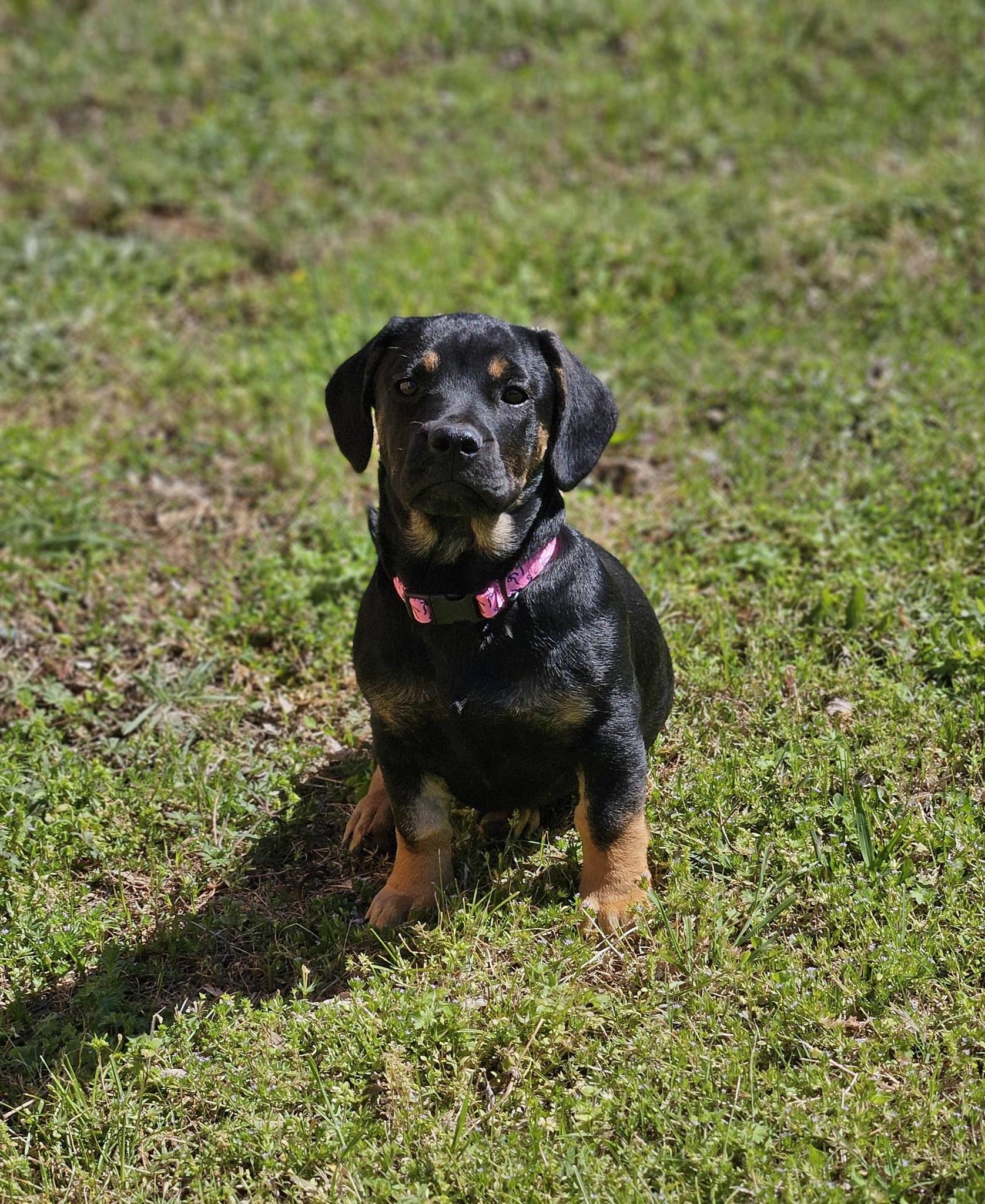 Enlarge Sitka, an adopted mixed breed in Broken Arrow, OK image 3/6