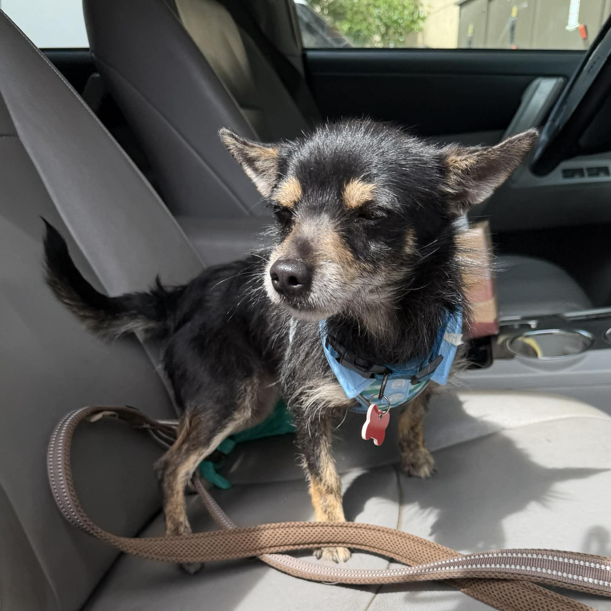 Enlarge Conrad, a ADOPTABLE mixed breed in Boulder, CO image 3/6