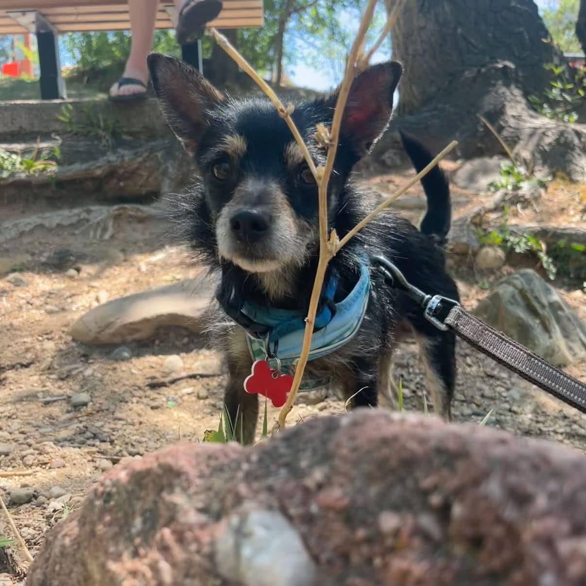Enlarge Conrad, a ADOPTABLE mixed breed in Boulder, CO image 2/6
