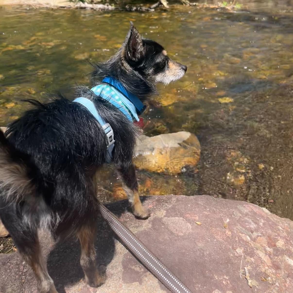 Enlarge Conrad, a ADOPTABLE mixed breed in Boulder, CO image 5/6