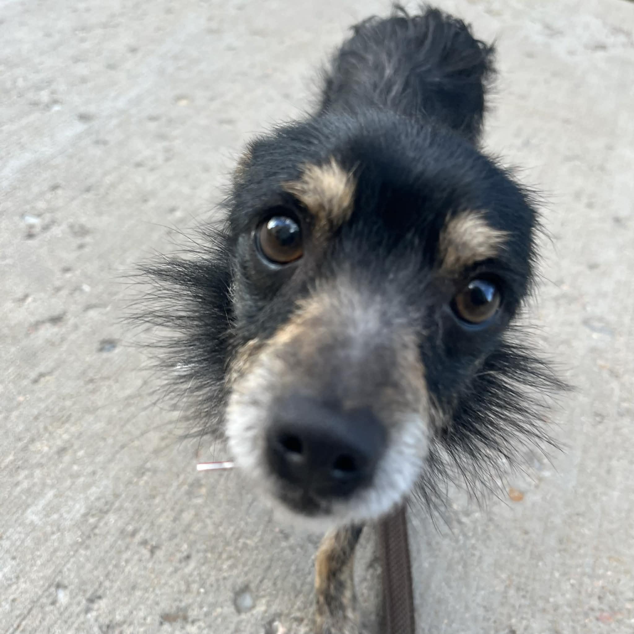 Enlarge Conrad, a ADOPTABLE mixed breed in Boulder, CO image 4/6
