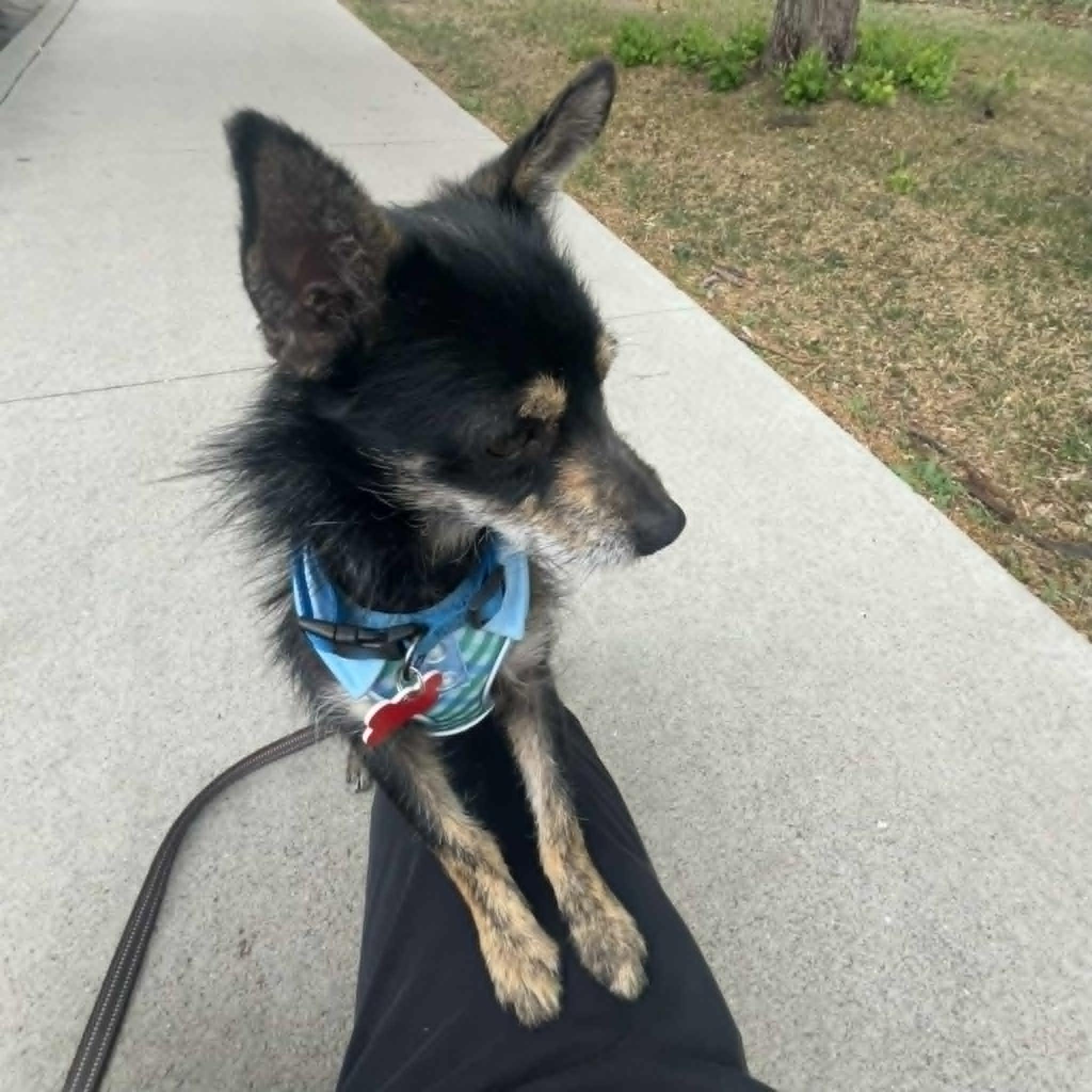 Enlarge Conrad, a ADOPTABLE mixed breed in Boulder, CO image 6/6