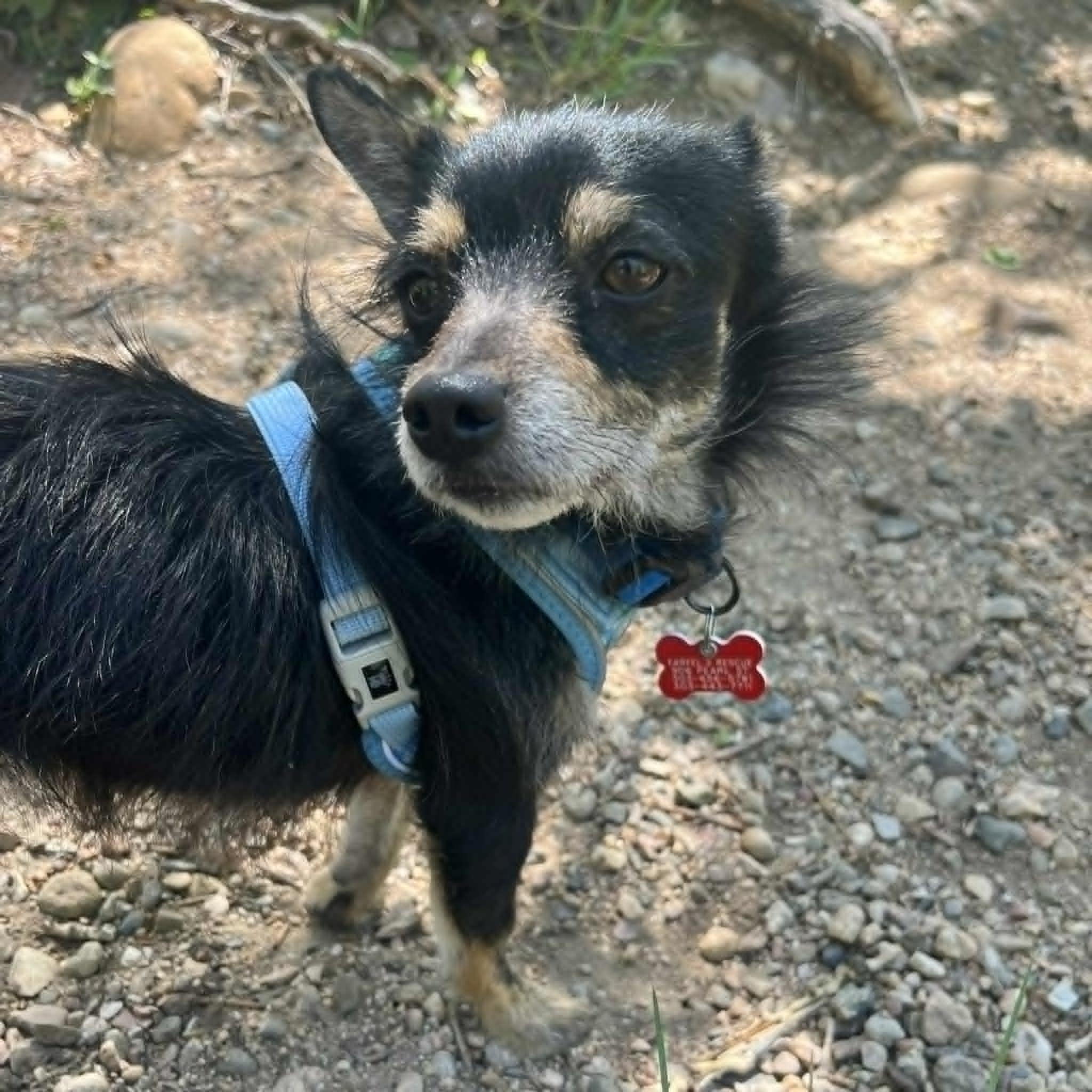 Enlarge Conrad, a ADOPTABLE mixed breed in Boulder, CO image 1/6