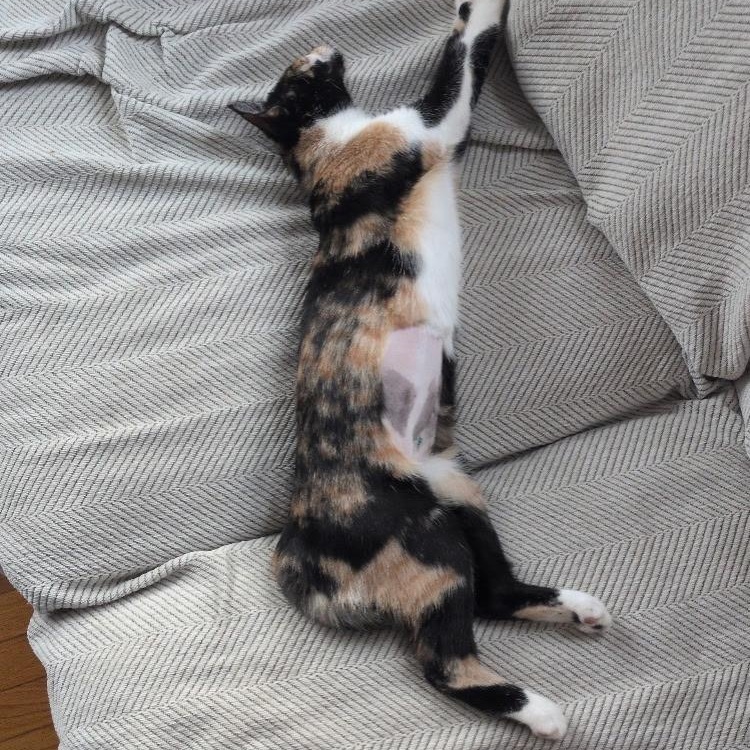 INDIA, a ADOPTABLE Domestic Short Hair in East Greenwich, RI image 5/6