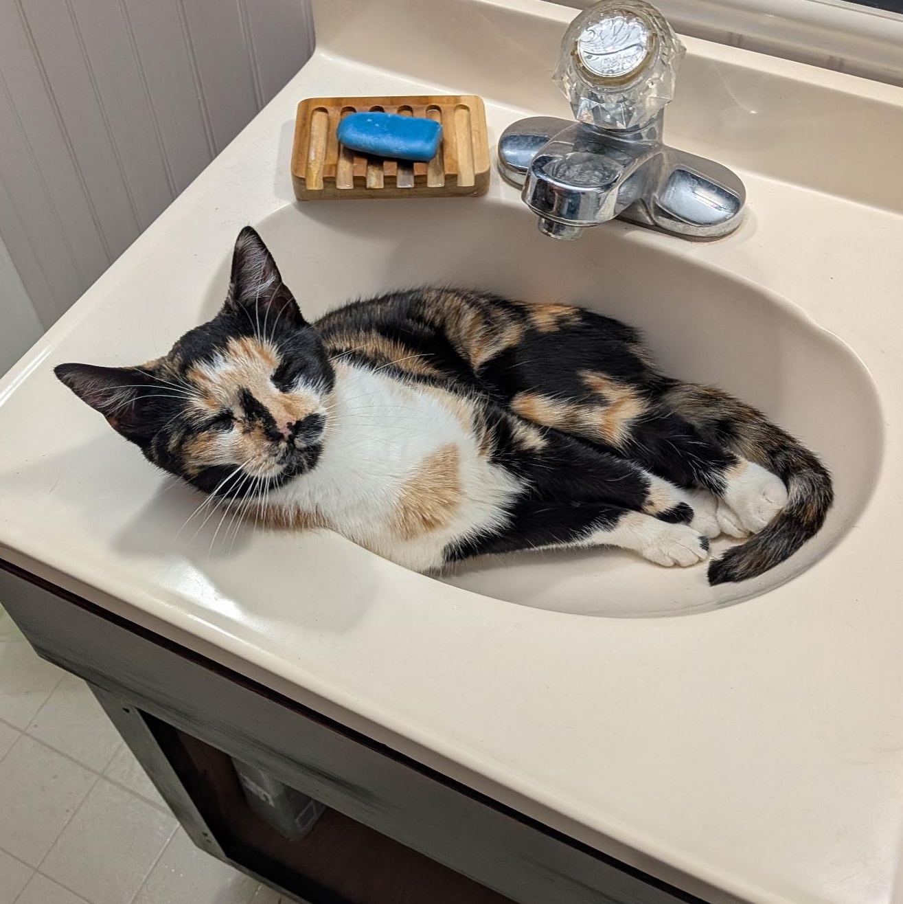 INDIA, a ADOPTABLE Domestic Short Hair in East Greenwich, RI image 4/6