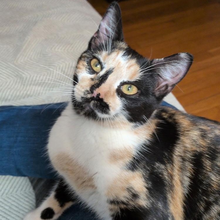 INDIA, a ADOPTABLE Domestic Short Hair in East Greenwich, RI image 6/6