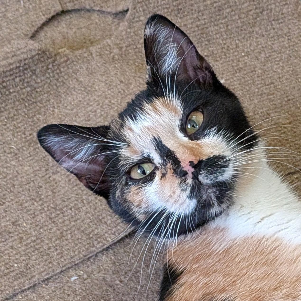 INDIA, a ADOPTABLE Domestic Short Hair in East Greenwich, RI image 2/6