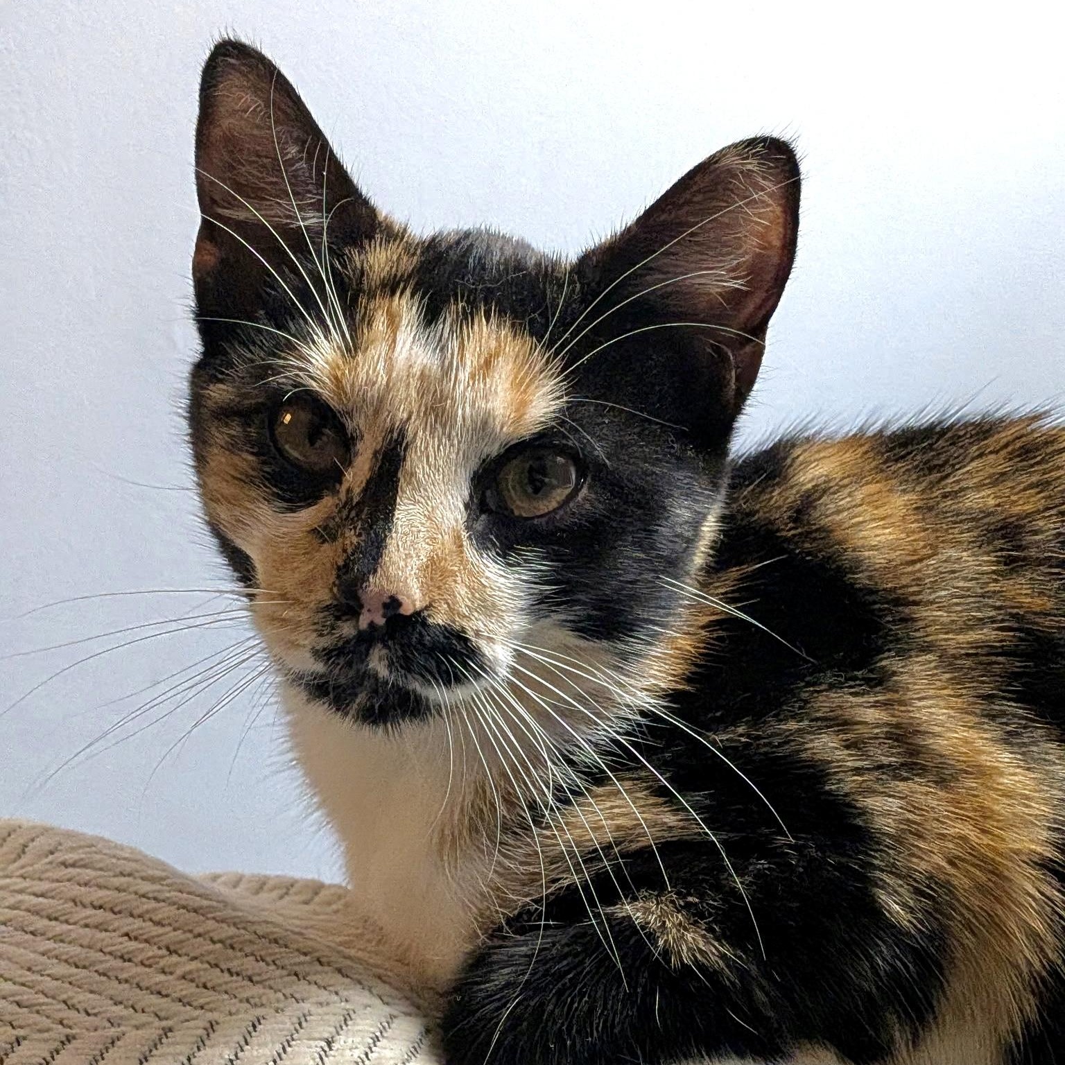 INDIA, a ADOPTABLE Domestic Short Hair in East Greenwich, RI image 1/6