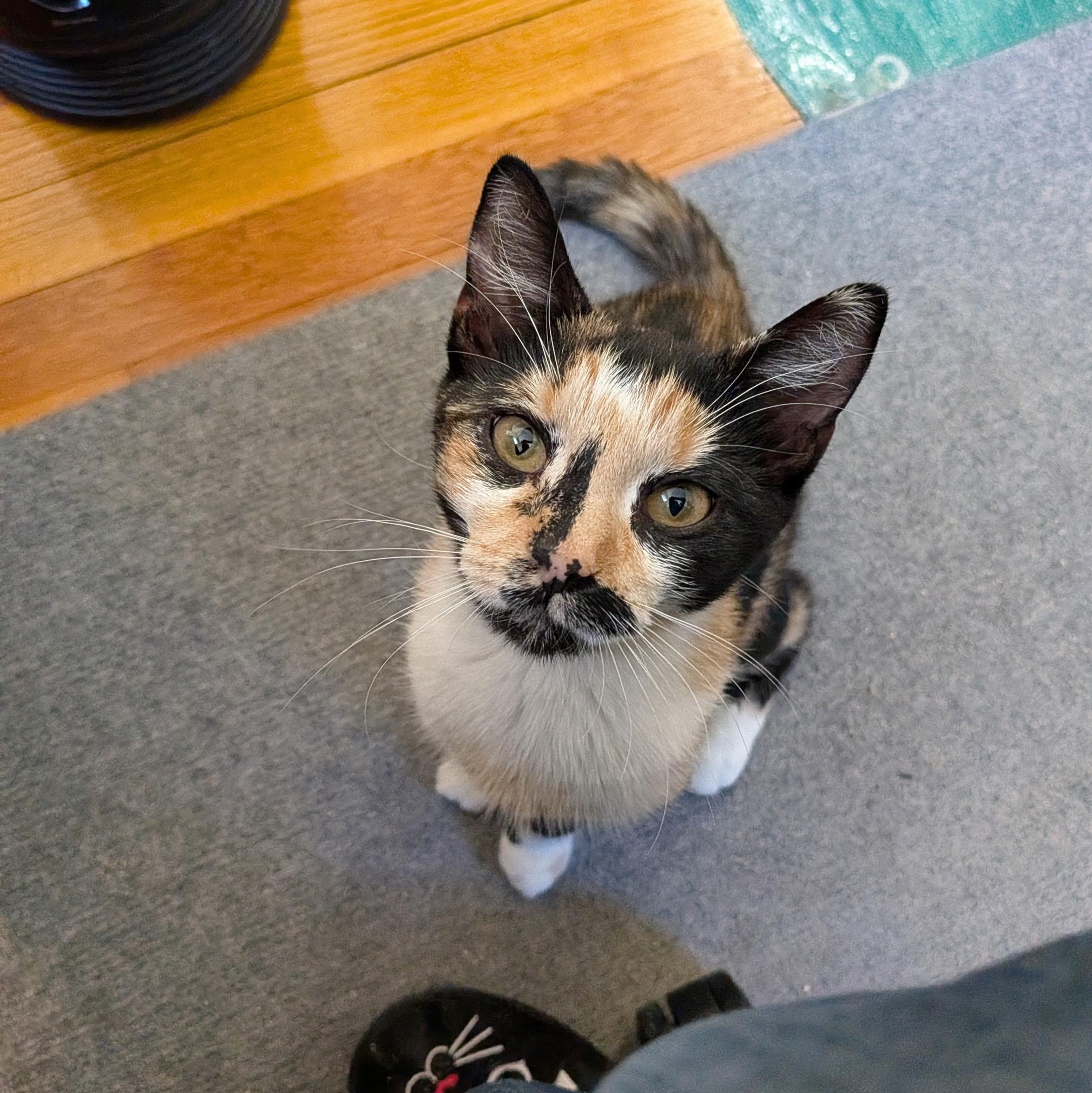 INDIA, a ADOPTABLE Domestic Short Hair in East Greenwich, RI image 3/6