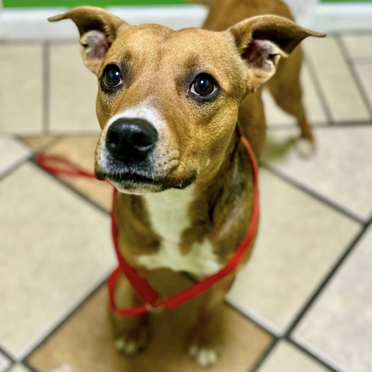 Victor, Young Male Pit Bull Terrier