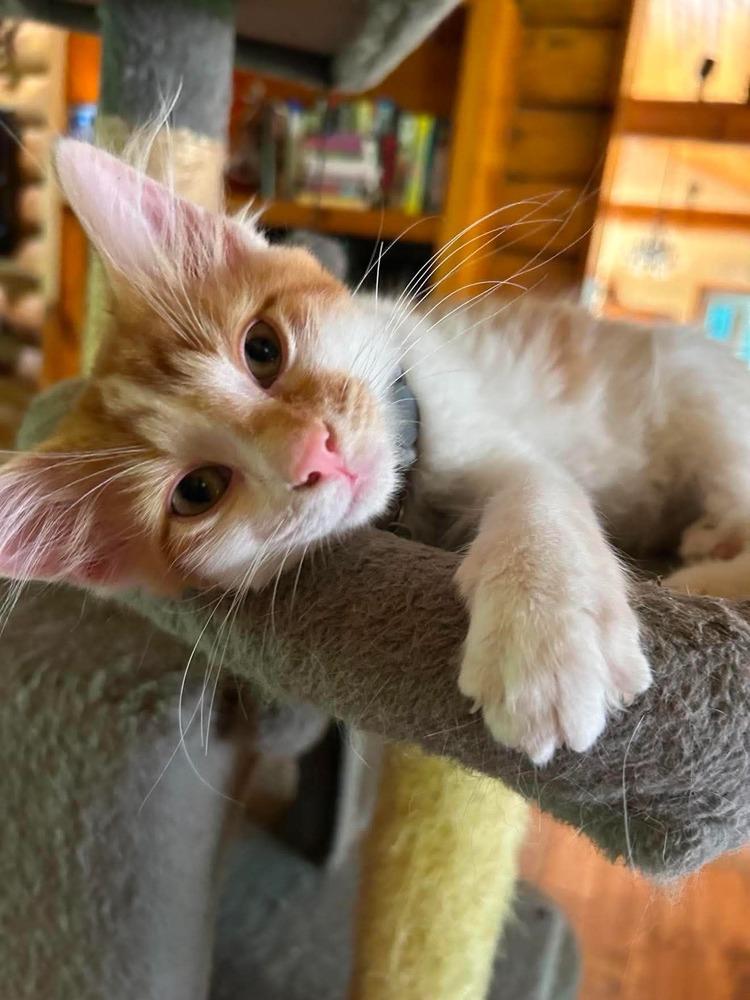 Peter Pan, Adoptable, Kitten Male Domestic Long Hair.