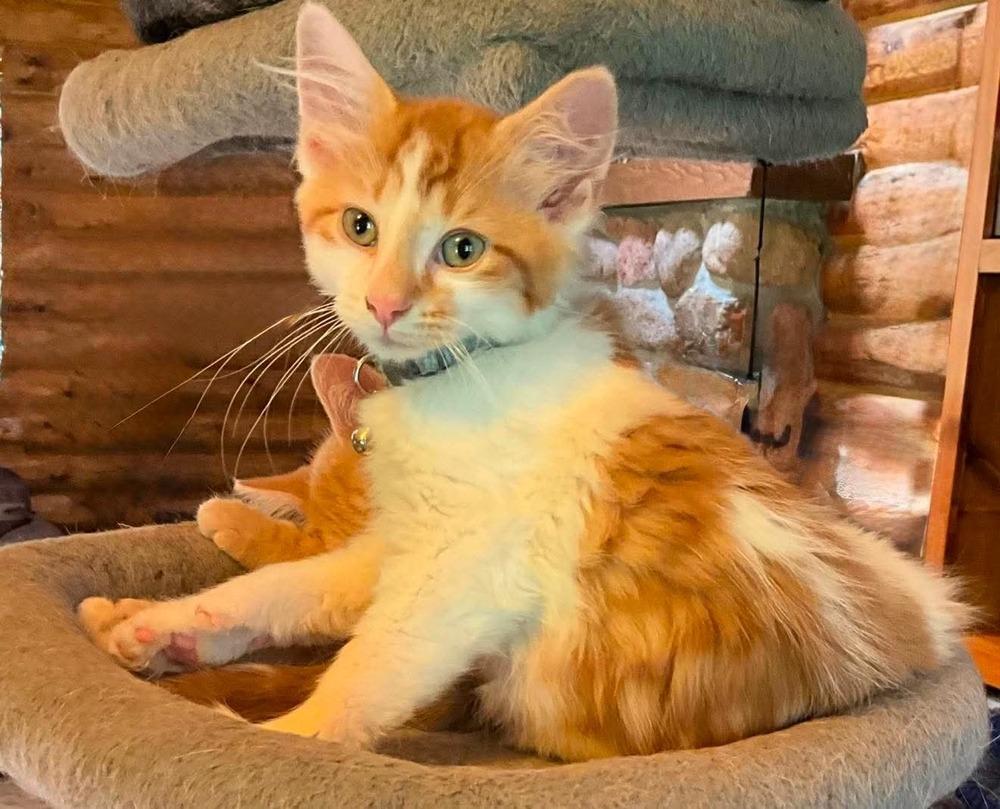 Peter Pan, a Adoptable mixed breed in Poplar Grove, IL image 3/4