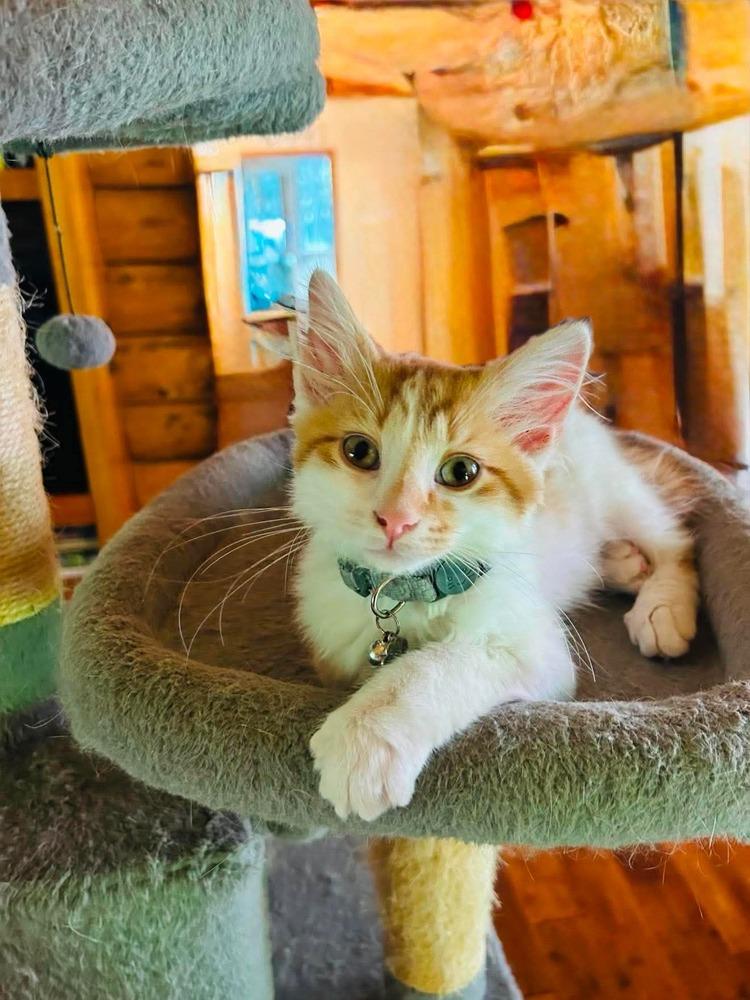 Peter Pan, a Adoptable mixed breed in Poplar Grove, IL image 4/4