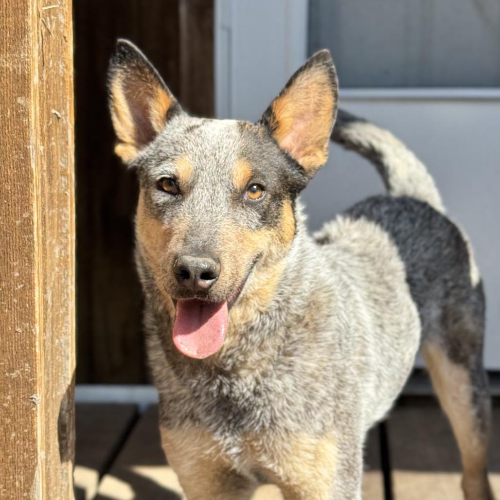Enlarge Bexar, a Adoptable Australian Cattle Dog / Blue Heeler in Shiner, TX image 1/3