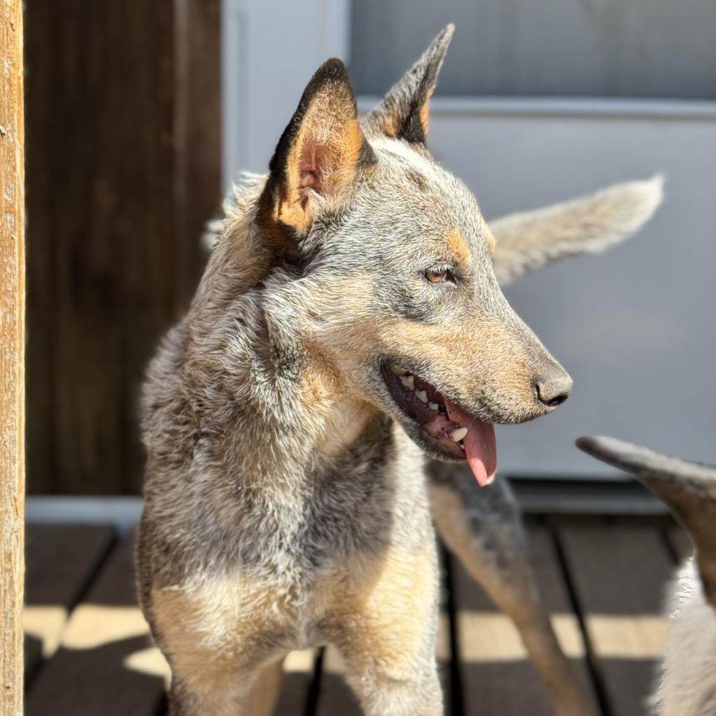 Enlarge Bexar, a Adoptable Australian Cattle Dog / Blue Heeler in Shiner, TX image 2/3