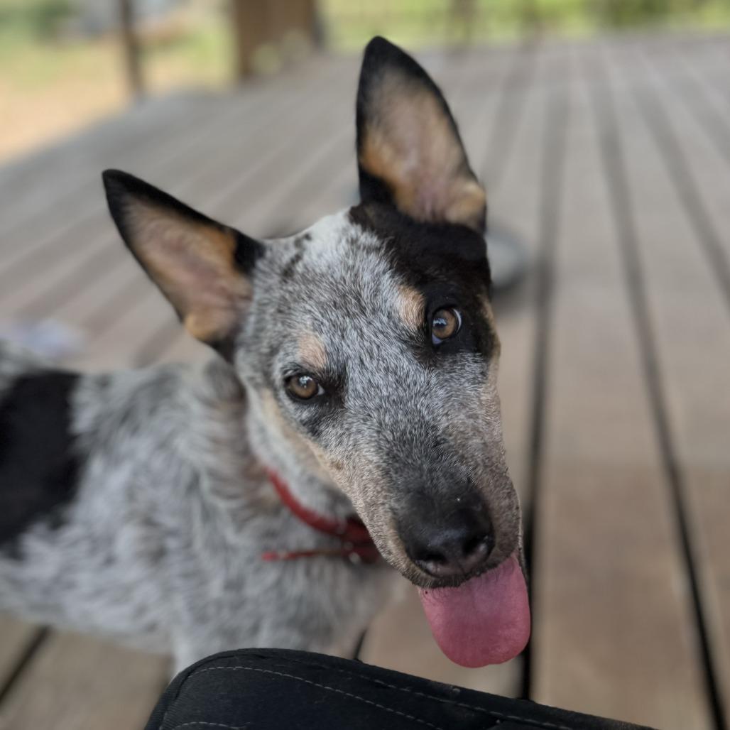 Enlarge Bexar, a Adoptable Australian Cattle Dog / Blue Heeler in Shiner, TX image 3/3