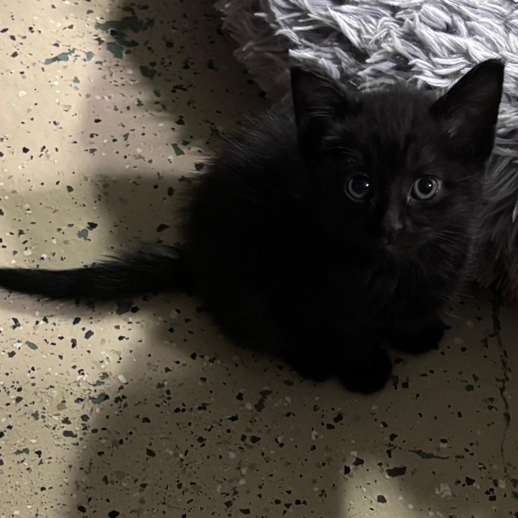 Enlarge Tiana C12661, a Adoptable Domestic Short Hair in Princeton, MN image 1/2