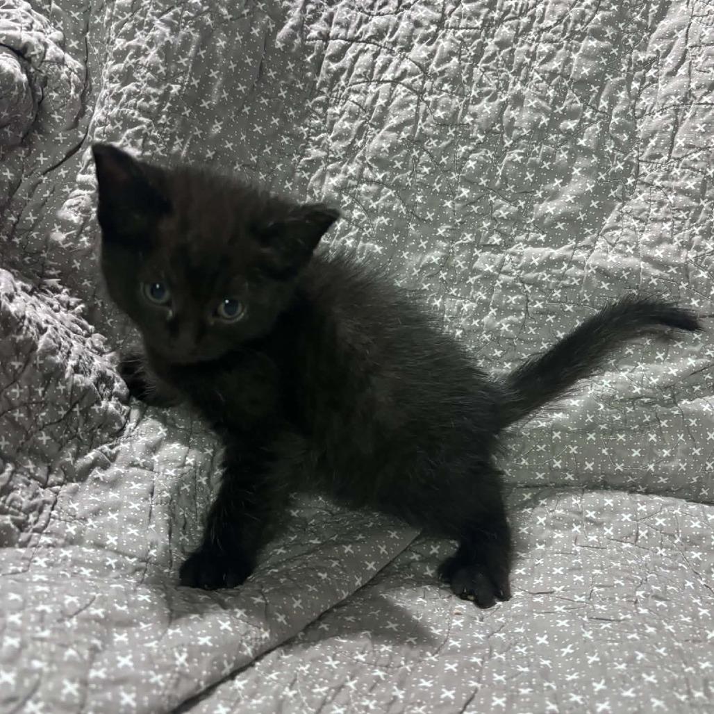 Enlarge Tiana C12661, a Adoptable Domestic Short Hair in Princeton, MN image 2/2