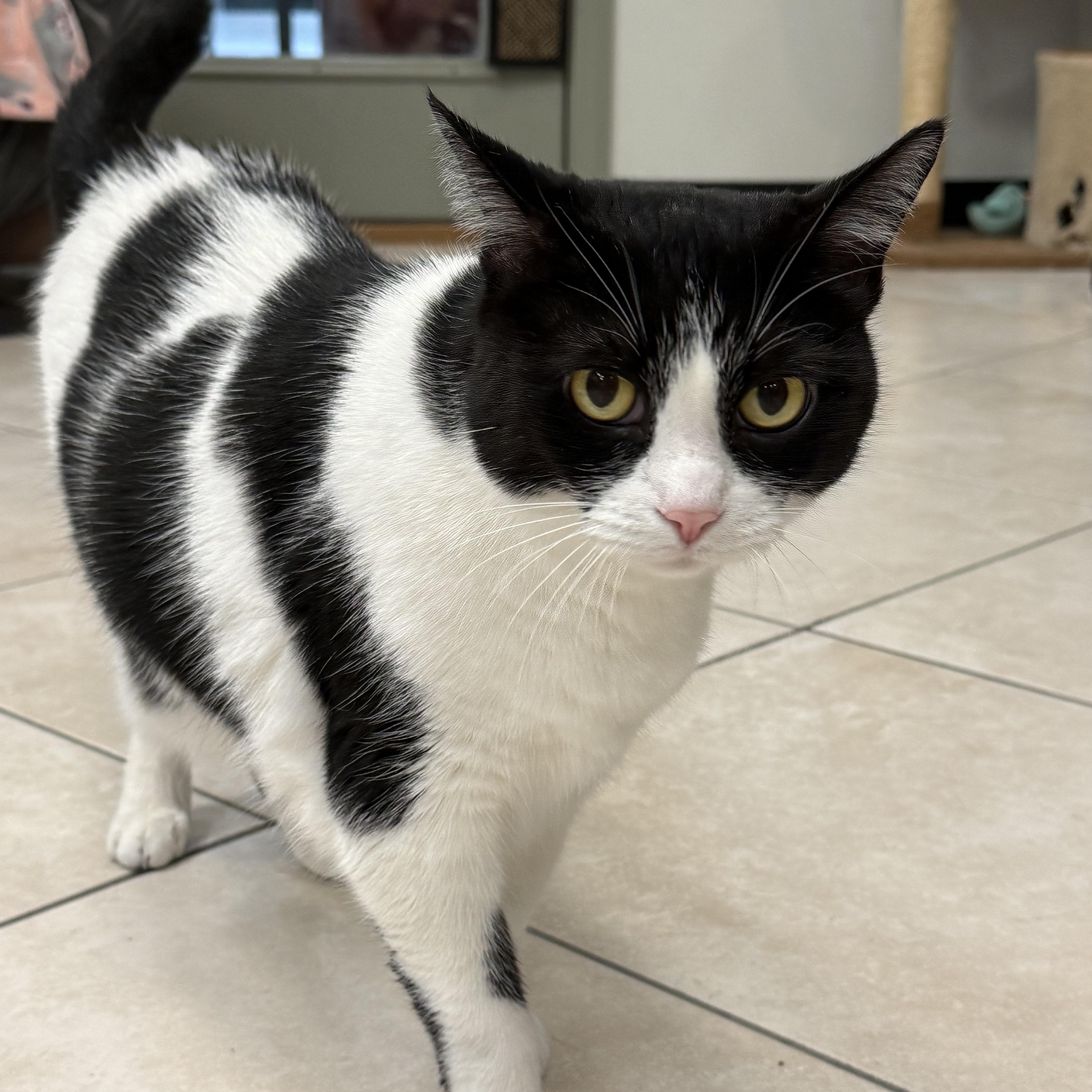 Posey, ADOPTABLE, Senior Female Domestic Short Hair.