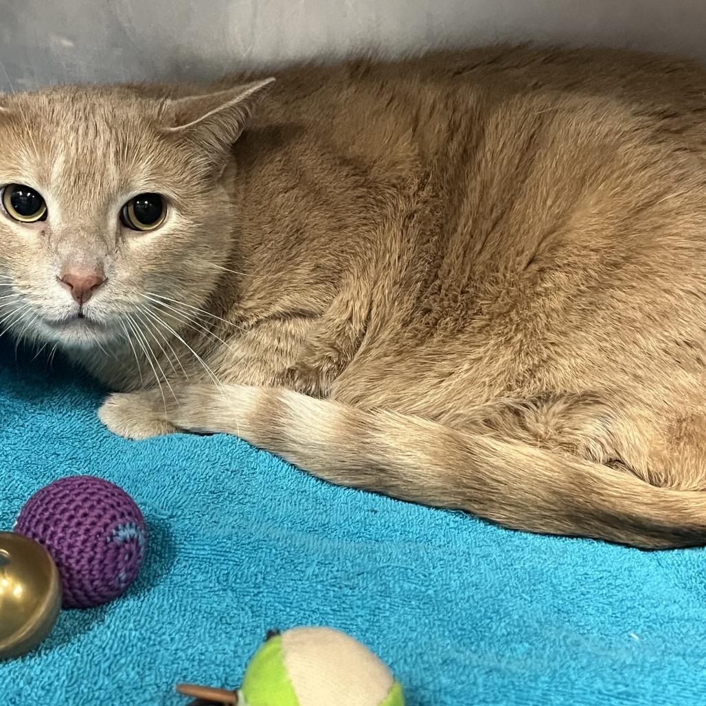 Enlarge Daniel, a Adoptable mixed breed in Waldorf, MD image 1/5