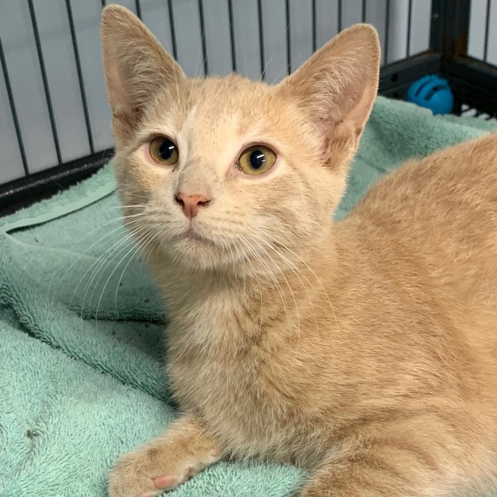 Enlarge Daniel, a Adoptable mixed breed in Waldorf, MD image 2/5