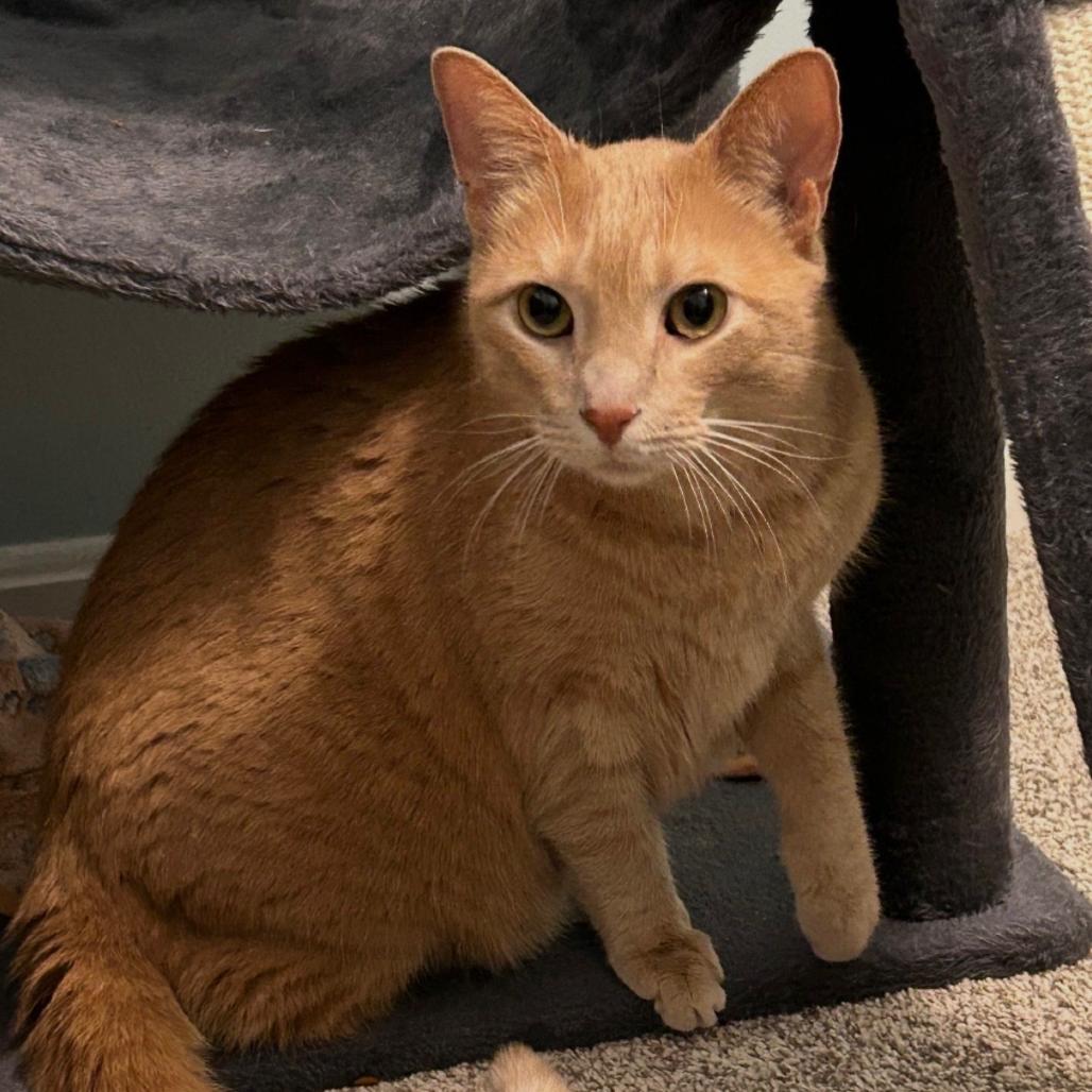 Enlarge Daniel, a Adoptable mixed breed in Waldorf, MD image 5/5