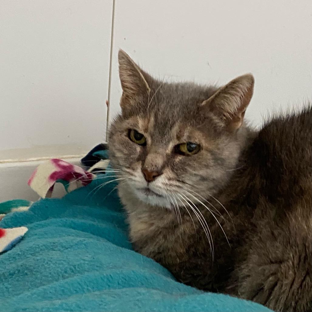 Kimba, Adoptable, Senior Female Domestic Short Hair.