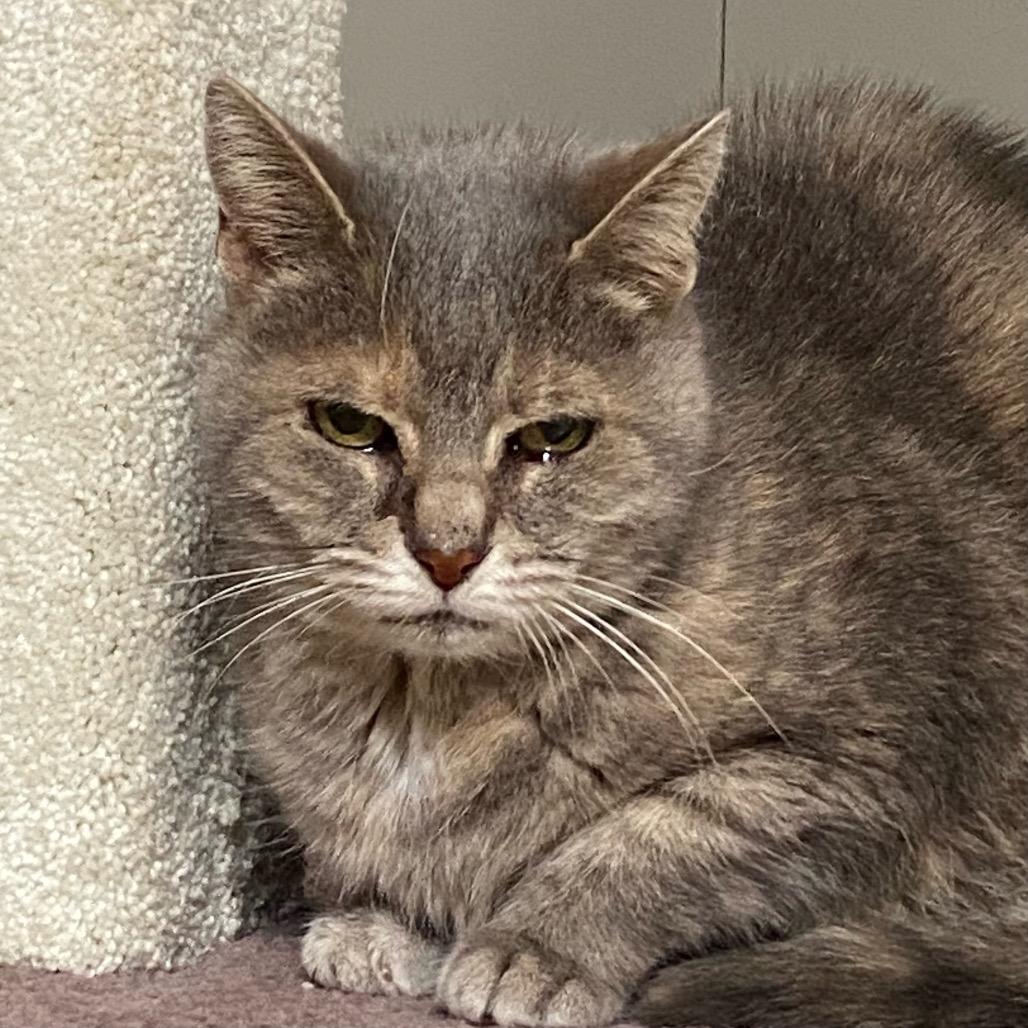 Enlarge Kimba, a Adoptable Domestic Short Hair in Green Bay, WI image 2/5