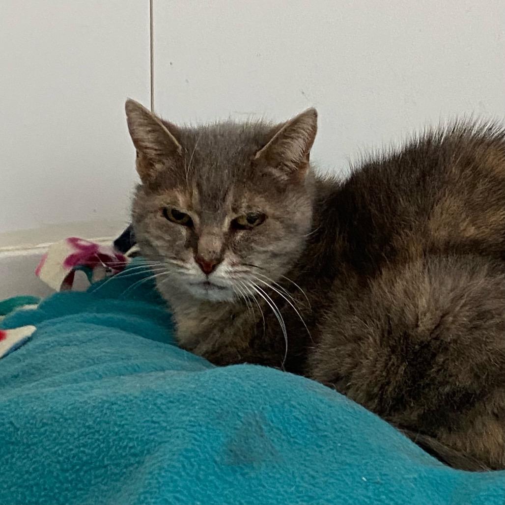 Enlarge Kimba, a Adoptable Domestic Short Hair in Green Bay, WI image 3/5