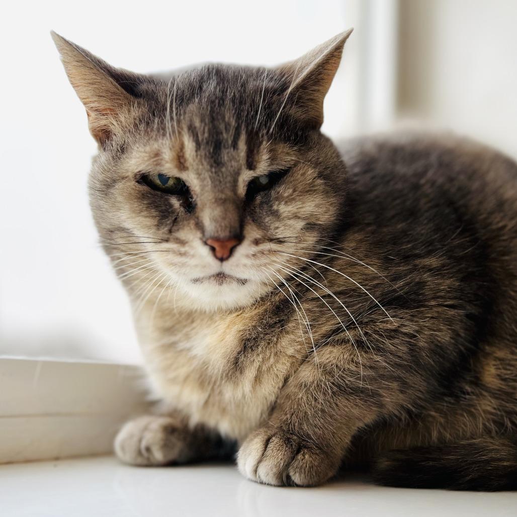 Enlarge Kimba, a Adoptable Domestic Short Hair in Green Bay, WI image 4/5